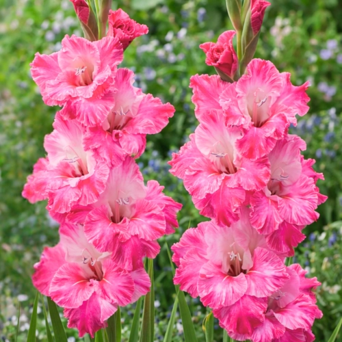 Gladiolus Hugo wielkokwiatowy cebule 5szt sklep rajogrodnika