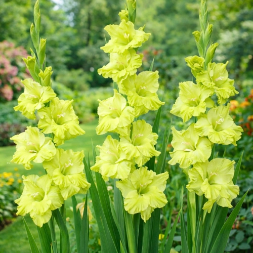 Gladiolus mieczyk zielony o limonkowych kwiatach cebule sklep rajogrodnika