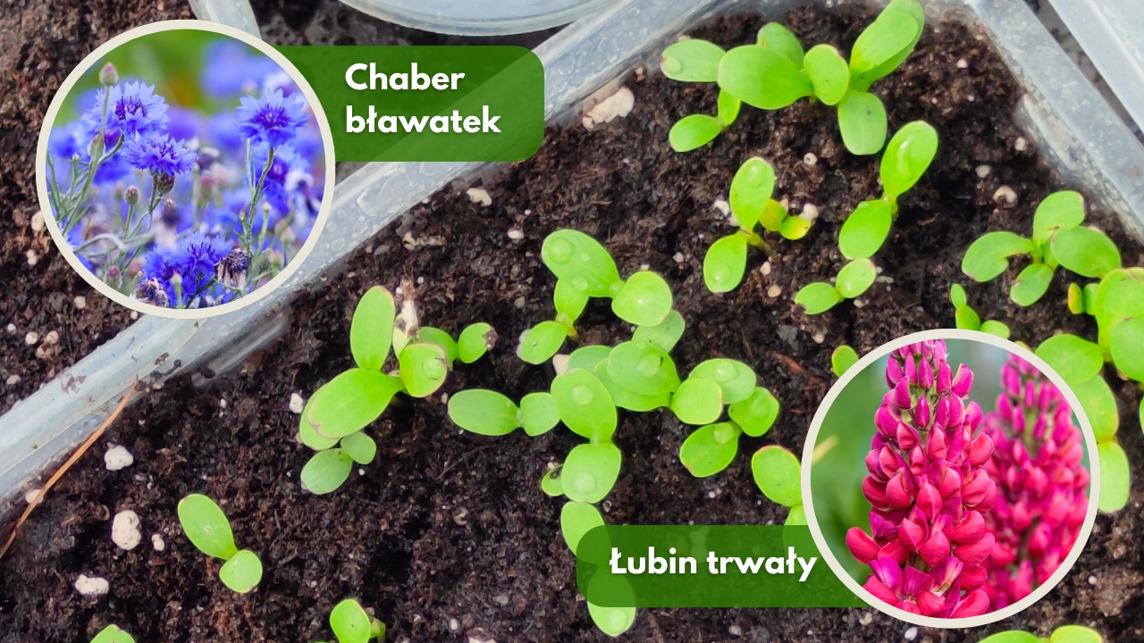 Metoda Winter sowing zimowy wysiew 2 blog rajogrodnika