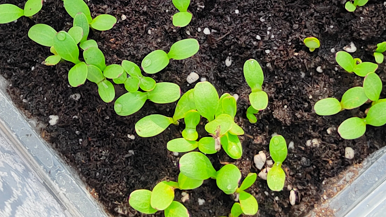 Metoda Winter sowing zimowy wysiew blog rajogrodnika