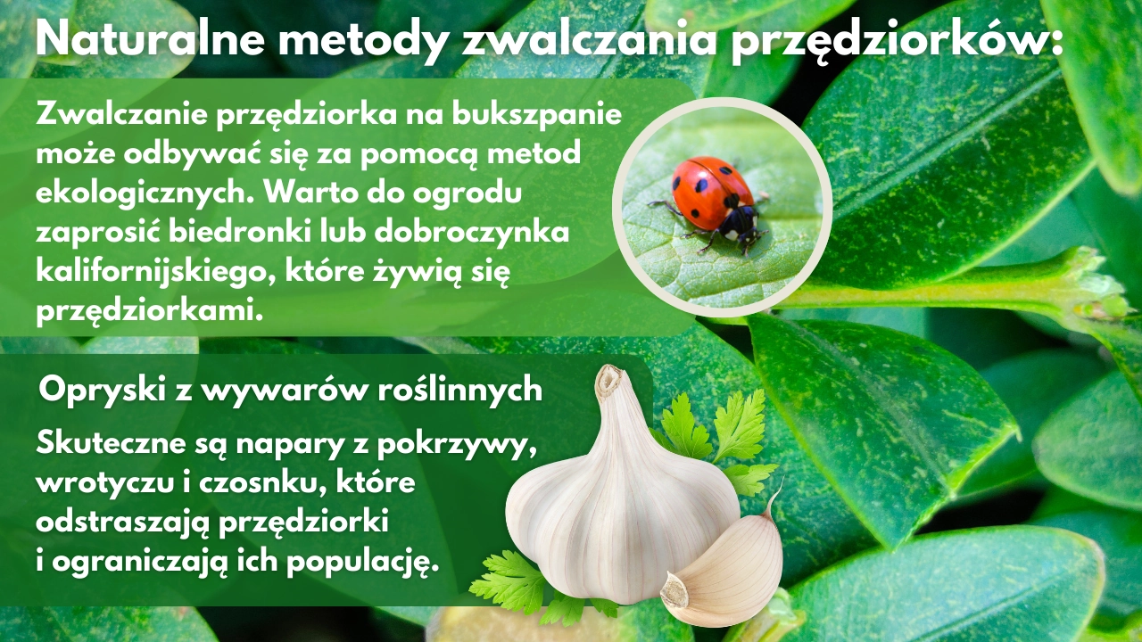 Przędziorek na bukszpanie naturalne sposoby zwalczania