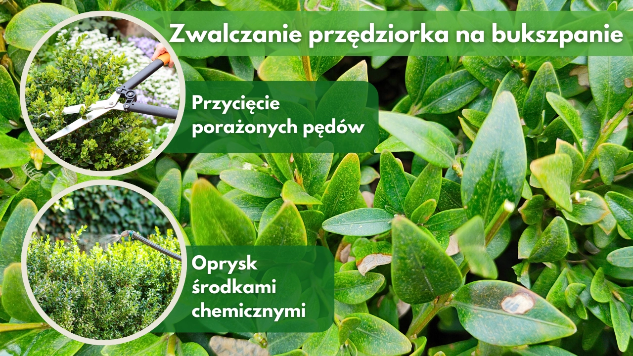 Zwalczanie przędziorka bukszpanowca - środki chemiczne blog rajogrodnika