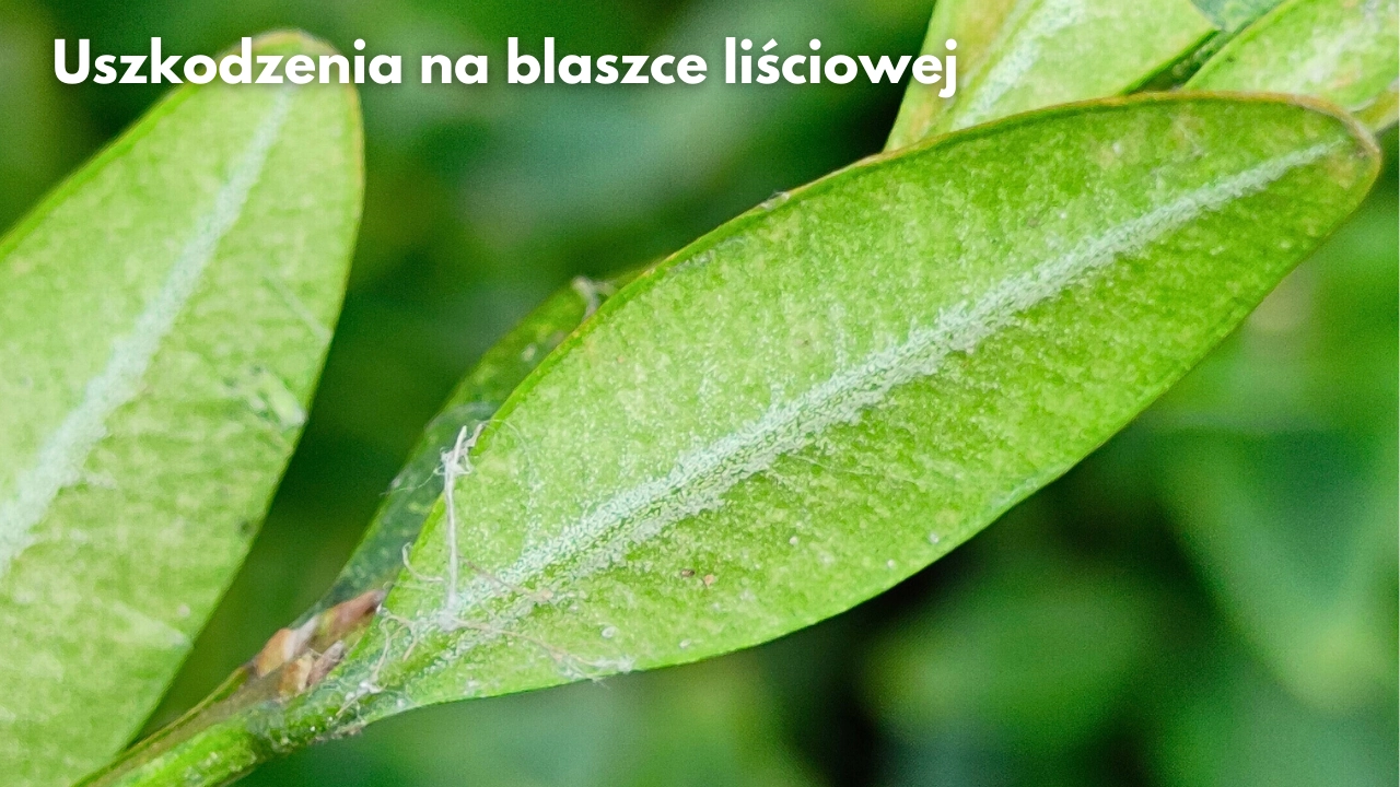 Przędziorek na bukszpanie zwalczanie blog sklep rajogrodnika