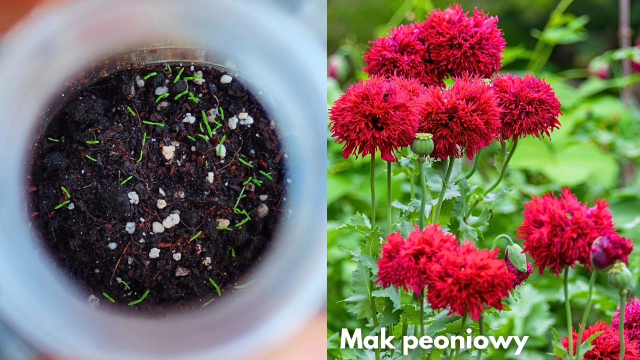 Winter sowing zimowy wysiew blog rajogrodnika