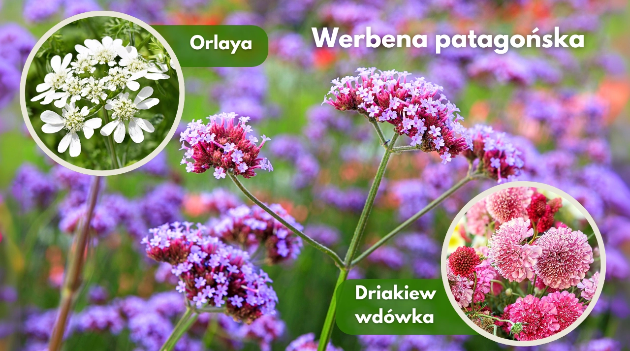 Winter sowing zimowy wysiew nasion kwiatów 2 blog rajogrodnika