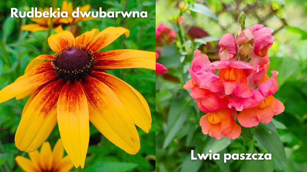 Winter sowing zimowy wysiew nasion kwiatów blog rajogrodnika