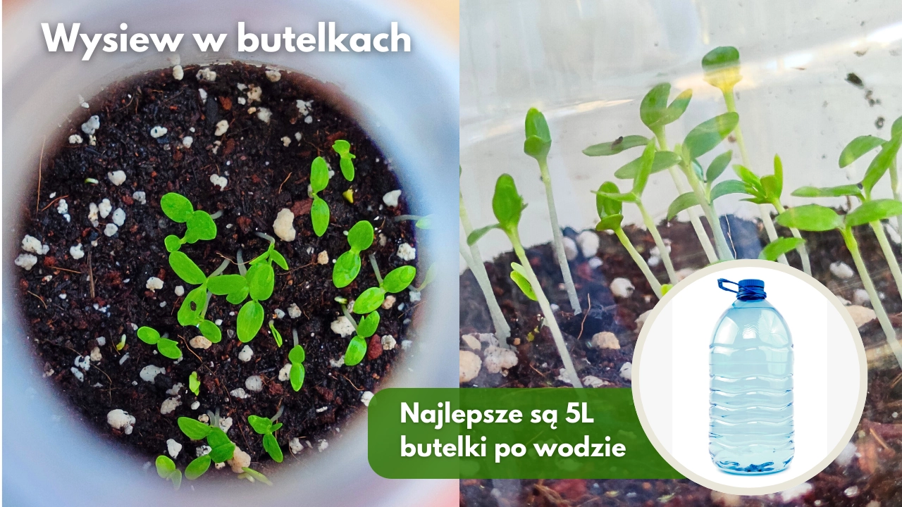 Zimowy wysiew w butelkach winter sowing sklep rajogrodnika