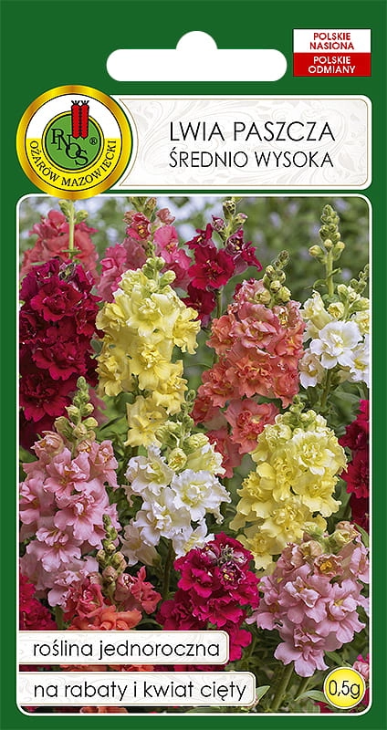 Lwia paszcza ŚREDNIO WYSOKA nasiona PNOS sklep rajogrodnika