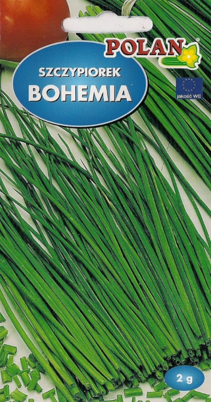 Polan Szczypiorek Bohemia nasiona 2 sklep rajogrodnika