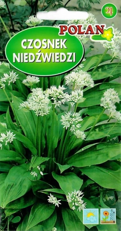 Polan czosnek niedźwiedzi nasiona sklep rajogrodnika