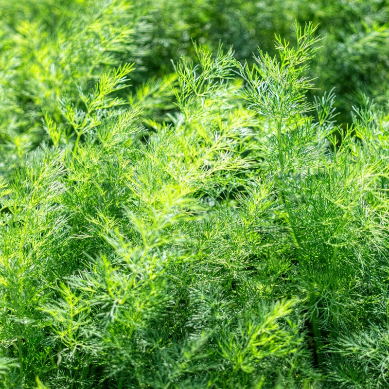 Koper Monarch nasiona 500g small PLANTICO sklap rajogrodnika