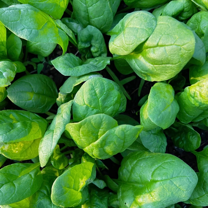 Plantico Szpinak Zimowy Olbrzym nasiona 100g 3 small sklep rajogrodnika