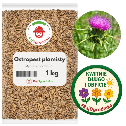 Ostropest plamisty nasiona 1kg sklep 3 Small rajogrodnika.webp