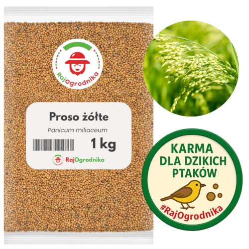 Proso żółte na poplon nasiona 1kg sklep 3 Small rajogrodnika.webp