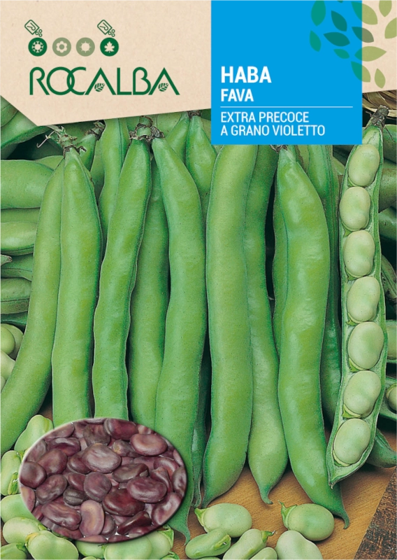 Bób Extra Precoce a Grano Violetto odmiana o fioletowym kolorze nasion ceniona za wysoką plenność nasiona 50g Rocalba