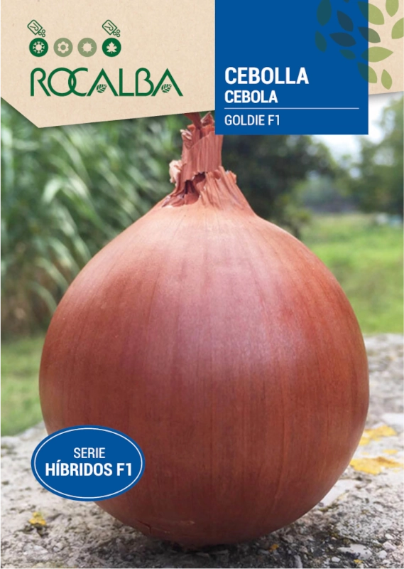 Cebula Goldie F1 odmiana tworząca duże kuliste cebule nasiona 500 szt. Rocalba