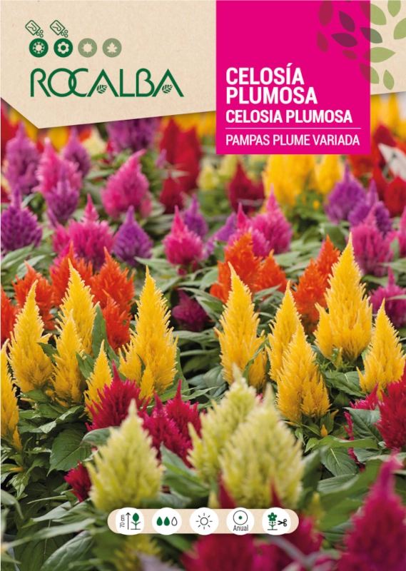 Celozja pierzasta Pampas Plume Mixed o efektownych intensywnie wybarwionych kwiatostanach nasiona 2g Rocalba