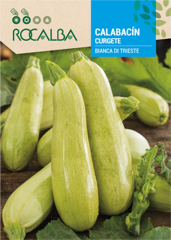 Cukinia Bianca di Trieste odmiana plenna o licznych jasnozielonych owocach nasiona 8g Rocalba