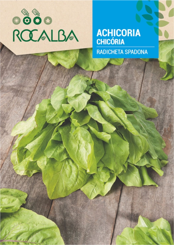 Cykoria liściowa Radicheta Spadona odmiana o smacznych zielonych liściach nasiona 10g Rocalba