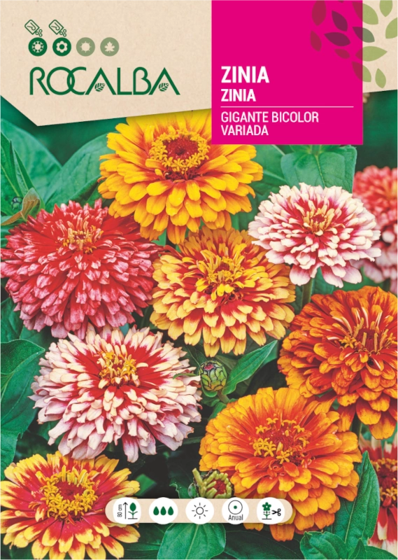 Cynia wytworna Giant Bicolour Mixed o kolorowych kwiatach nasiona 6g Rocalba