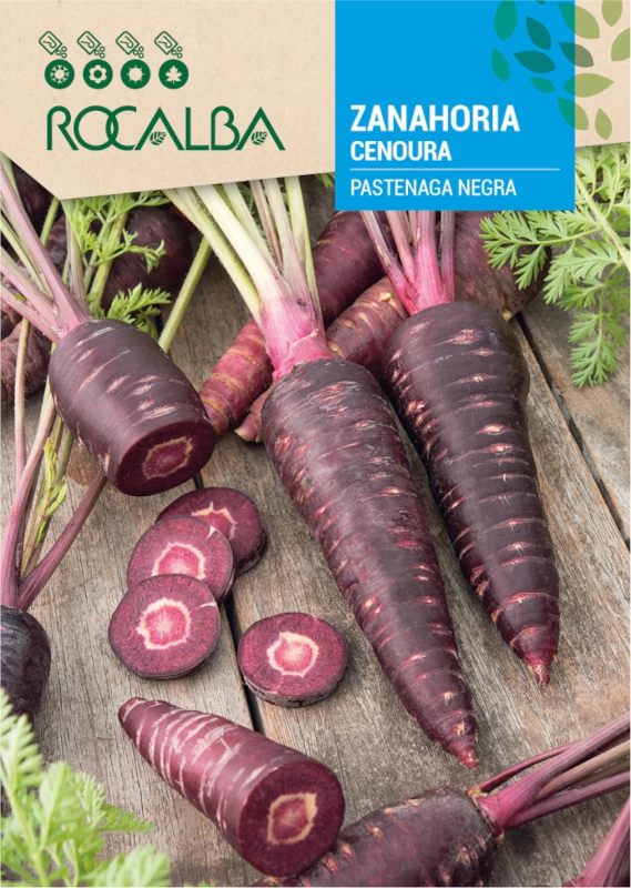 Marchew Pastenaga Negra odmiana o smacznych purpurowych korzeniach nasiona 10g Rocalba