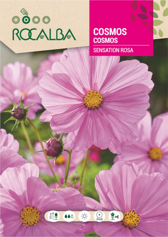 Onętek Sensation Pink odmiana o różowych kwiatach nasiona 6g Rocalba
