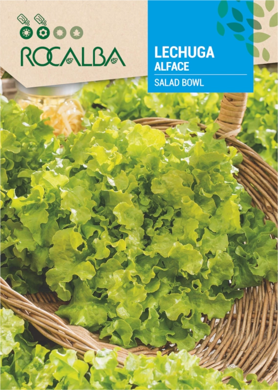 Sałata Salad Bowl odmiana o zielonych karbowanych liściach nasiona 6g Rocalba