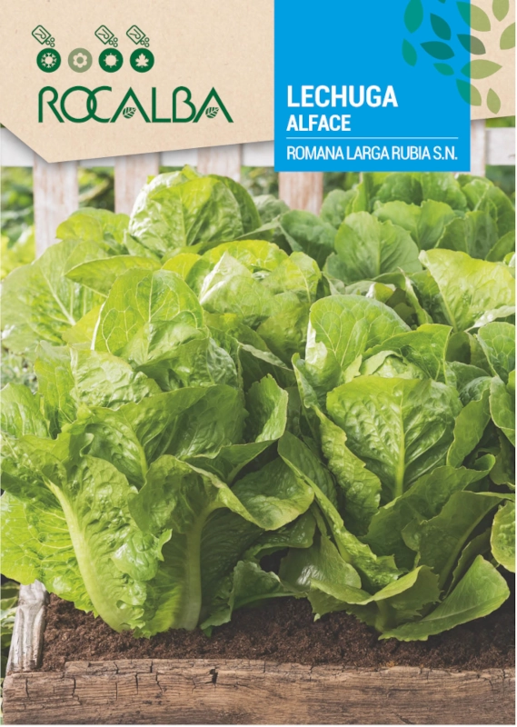 Sałata rzymska Romana Larga Rubia odmiana o kruchych liściach nasiona 6g Rocalba