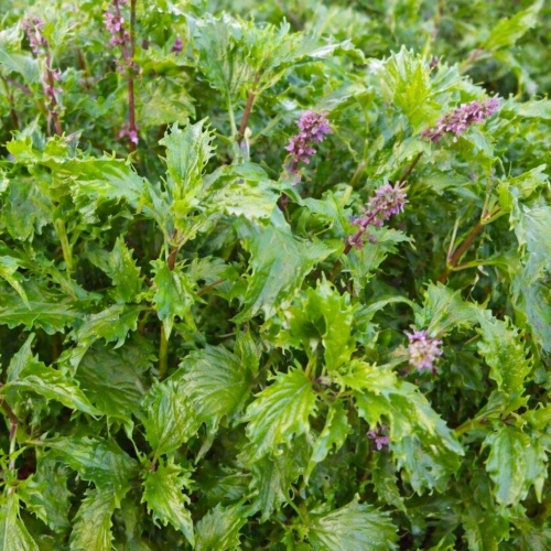Bazylia Mrihani odmiana o świeżym aromacie nasiona ReinSaat sklep rajogrodnika