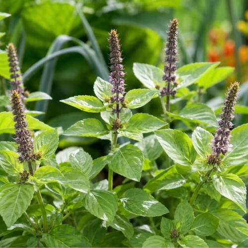 Bazylia Tulsi o aromatycznych liściach o owocowo-słodkim zapachu ReinSaat sklep rajogrodnika