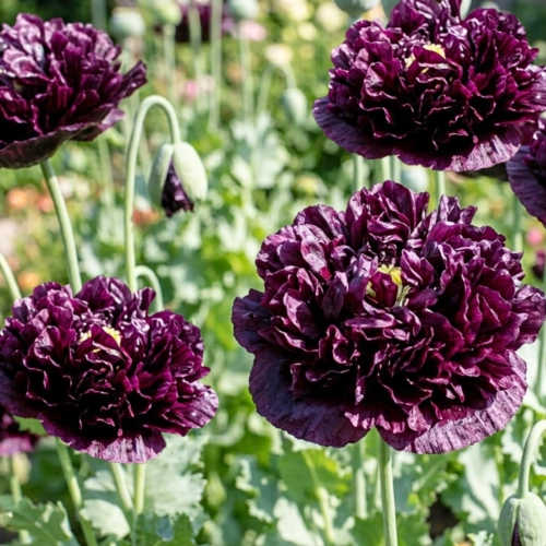 Mak Black Peony pełne kwiaty nasiona 0,08g ReinSaat sklep rajogrodnika