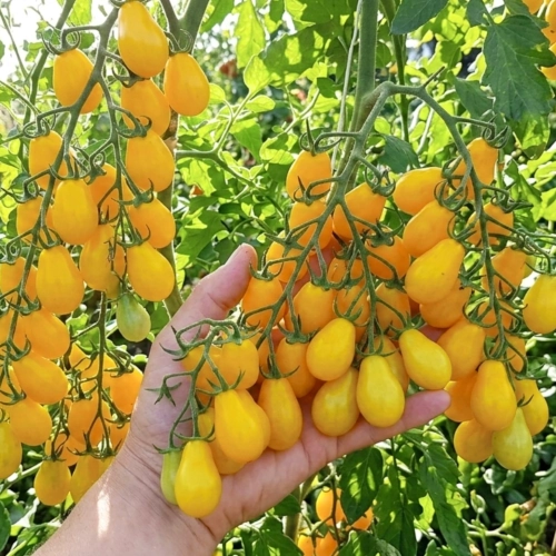 Pomidor Dattelwein zwany daktylowym nasiona ReinSaat sklep rajogrodnika