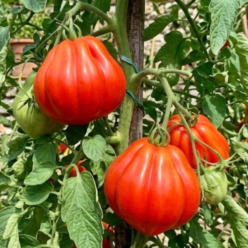 Pomidor Liguria odmiana Oxheart o dużych smacznych owocach  vis nasiona ReinSaat nasiona rajogrodnika