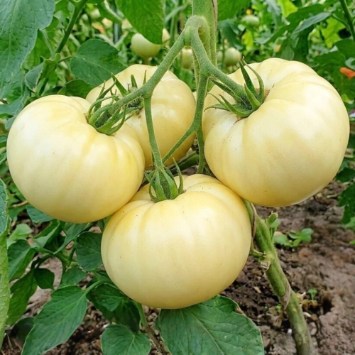 Pomidor White Beauty odmiana o dużych białych owocach nasiona ReinSaat sklep rajogrodnika