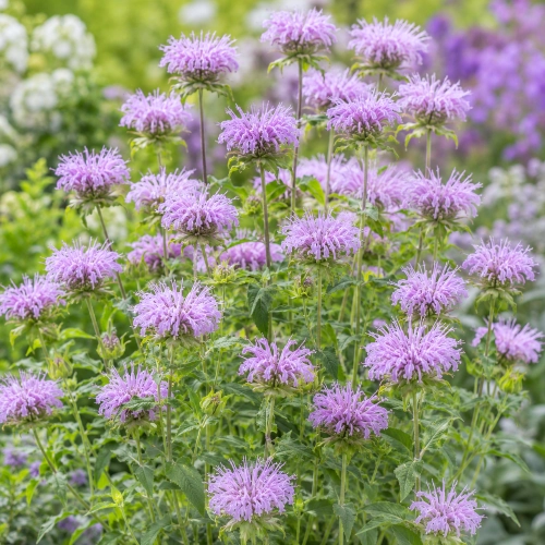 Pysznogłówka miętowa Mint-leaved Bergamot o intensywnie aromatycznych liściach dekoracyjnych różowofioletowych kwiatach nasiona ReinSaat sklep rajogrodnika
