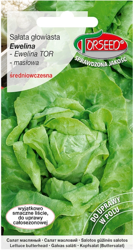Sałata głowiasta masłowa do uprawy w tunelach i w polu Ewelina TOR Duże opakowanie nasion 1g vis TORSEED sklep rajogrodnika