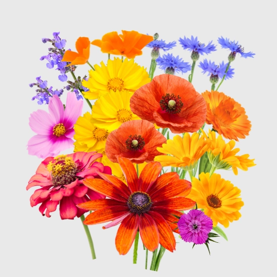 Łąki kwietne nasiona sklep rajogrodnika