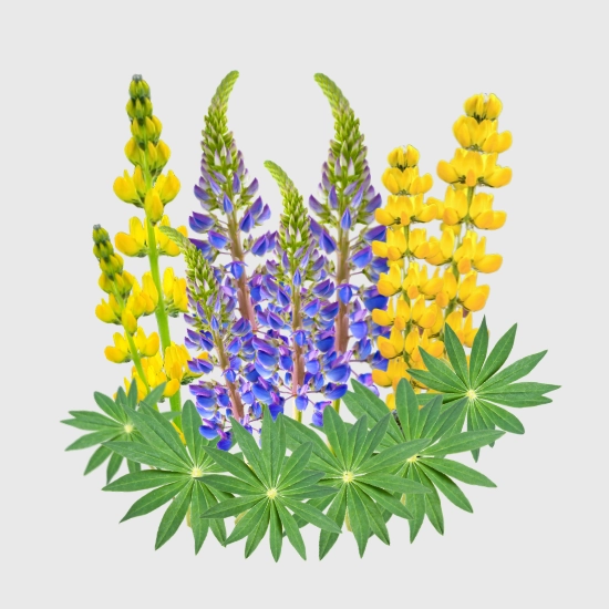 Łubin na poplon nasiona sklep rajogrodnika