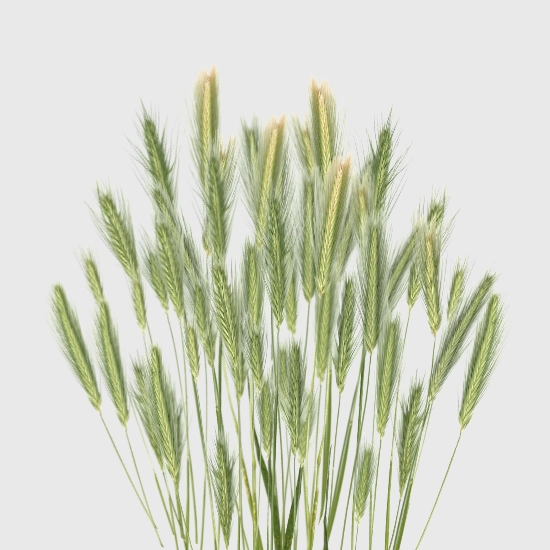 Żyto na poplon nasiona sklep rajogrodnika