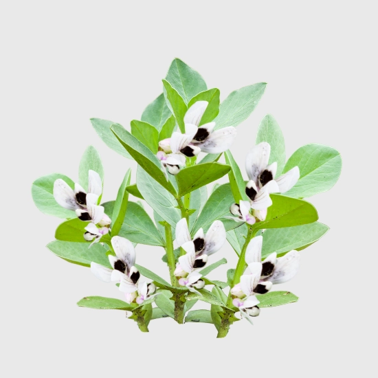 Bobik na poplon nasiona sklep rajogrodnika