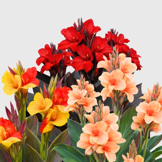 Bulwy Kanny Paciorecznik Canna sklep rajogrodnika