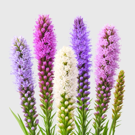 Cebule Latrii do ogrodu sklep rajogrodnika