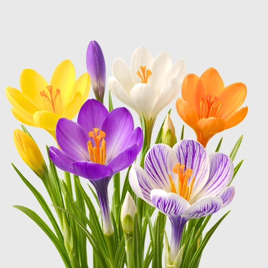 Cebulki krokusów sklep raj ogrodnika