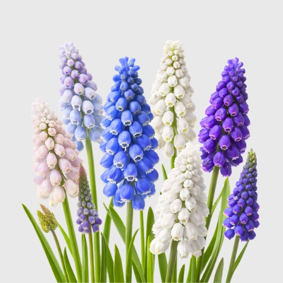 Cebulki szafirków sklep rajogordnika