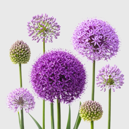 Cebule czosnków ozdobnych