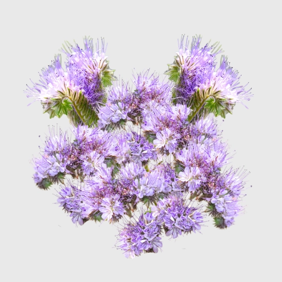 Facelia błękitna na poplon nasiona sklep rajogrodnika