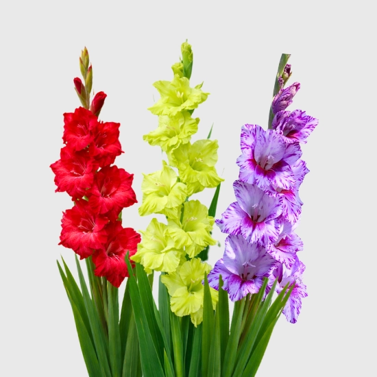 Cebule mieczyków gladioli sklep rajogrodnika