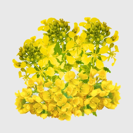 Gorczyca na poplon nasiona sklep rajogrodnika