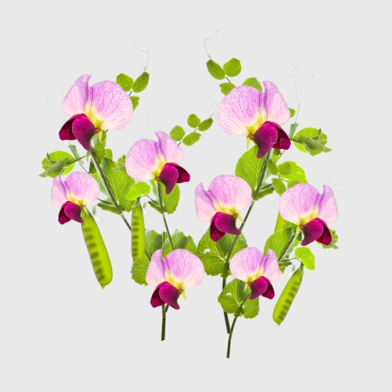 Groch siewny peluszka na poplon nasiona sklep rajogrodnika