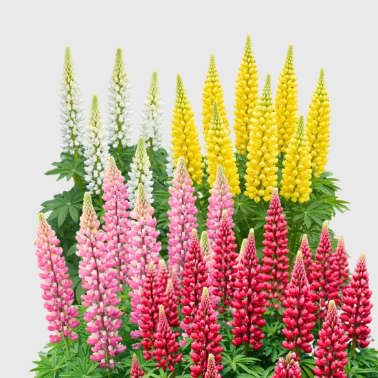 Łubin Ogrodowy Kłącze sklep rajogrodnika